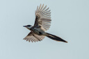 索尼（SONY）全畫(huà)幅遠攝長(cháng)焦 FE400-800mmF6.3-8G OSS 風(fēng)光/打鳥(niǎo)超遠攝鏡頭 400800G FE 400-800mmF6.3-8G OSS 曬單實(shí)拍圖