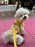 春秋季狗狗衣服泰迪比熊薄款背心小型犬田園風(fēng)套裝可愛(ài)衣服 L（建議體重8-11斤） 曬單實(shí)拍圖