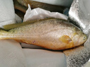 鴻順【冰鮮】黃花魚(yú)4條4斤 生鮮魚(yú)類(lèi) 寧德大黃魚(yú) 地標產(chǎn)品 源頭直發(fā) 曬單實(shí)拍圖