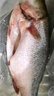 鮮活沖浪河鱸魚(yú)400-500g/條 曬單實(shí)拍圖