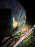 沃鼎王者神劍三代輕量大物竿碳纖維超輕魚(yú)竿魚(yú)桿臺釣竿7.2米輕量版 曬單實(shí)拍圖