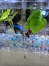 寵小帥魚(yú)缸造景玻璃珠斗魚(yú)缸底沙金魚(yú)裝飾水晶沙布景五彩石熱帶魚(yú)水族砂 【10MM】珍珠（約100顆） 曬單實(shí)拍圖