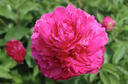 芍藥花苗重瓣大花陽(yáng)臺(tái)盆栽地栽帶根帶芽濃香花卉正宗觀賞芍藥綠植 大富貴【6-8芽】送肥料 曬單實(shí)拍圖