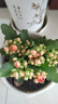 格調生活長(cháng)壽花盆栽綠植花卉室內盆栽辦公桌面水培好養金狐貍重瓣四 長(cháng)壽花原盆（隨機顏色） 含盆 曬單實(shí)拍圖