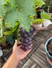花賽特大巨峰藍寶石紅富士葡萄苗南北方種植耐寒庭院爬藤無(wú)籽葡萄樹(shù)苗 一樹(shù)多果 3年苗【明年結果】 曬單實(shí)拍圖