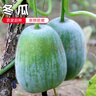 掛霜翠玉高原迷你冬瓜現摘新鮮蔬菜清新刮油減脂減肥 帶箱 9斤 曬單實(shí)拍圖