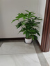 悠梵萌發(fā)財樹(shù)仿真植物盆栽假金錢(qián)樹(shù)客廳落地假盆景室內裝飾假花 曬單實(shí)拍圖