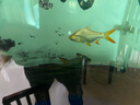 瀚幻中層熱帶觀(guān)賞魚(yú)飛鳳魚(yú)直紋活體金鳳銀鳳泰國鯽魚(yú)龍魚(yú)配魚(yú)吃垃圾魚(yú) 16-18cm金鳳+銀鳳各1條 曬單實(shí)拍圖