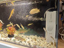 森森 小鯉魚(yú)缸過(guò)濾器凈水循環(huán)三合一內置水族箱過(guò)濾系統XQP-500F 6W 曬單實(shí)拍圖
