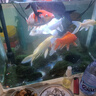 大型冷水純種紅白三色淡水好養耐活草金魚(yú)錦鯉魚(yú)苗觀(guān)賞魚(yú)活體 19-21CM黑+白+黃+紅+紅白 共5條 曬單實(shí)拍圖