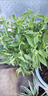 九層塔潮汕金不換盆栽食用主廚房九層塔盆栽食用羅勒植物香料甜羅 3年苗--葉子很香 帶原土原盤(pán) 曬單實(shí)拍圖