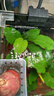 【京東物流】水草套餐 好養耐活真水草植物綠菊大葉綠九冠魚(yú)缸 丹麥榕沉木雙頭 曬單實(shí)拍圖