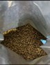 皇家幼貓貓糧 幼貓奶糕 K36 通用糧 4-12月 2KG 曬單實(shí)拍圖