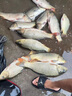 小物釣魚(yú)竿套裝便攜式魚(yú)竿超短節溪流竿兒童釣魚(yú)竿微物釣小魚(yú)手竿 1.2m （單支魚(yú)竿-活動(dòng)款） 曬單實(shí)拍圖