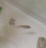 AIPHAROW泰國進(jìn)口羅漢苗熱帶觀(guān)賞魚(yú)活體鴻運泰金花紋紅德薩高爆頭率羅漢魚(yú) 進(jìn)口精選高起頭紅馬1條裝 曬單實(shí)拍圖