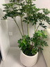 鴨腳木懶人綠植客廳大型盆栽落地室內好養辦公室花卉盆栽高級感 鴨腳木1.2-1.4m 白色聚寶樹(shù)脂盆 曬單實(shí)拍圖