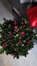 杜鵑花苗盆栽帶花苞發(fā)貨四季開(kāi)花植物大棵好養活陽(yáng)臺室內綠植花卉 特大盆紅色杜鵑花+仿木桶盆 曬單實(shí)拍圖