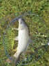 光GW威魚(yú)竿手竿大物竿龍神飛戟碳素超輕超硬19調湖庫鰱鳙臺釣竿巨物竿5.7m 大物版+竿稍+竿包其他 曬單實(shí)拍圖