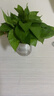 特價(jià)綠蘿盆栽室內客廳辦公室吸甲醛凈化空氣水培植物綠植花卉好養 【1盆】綠蘿+早安吸水盆 整體含盆高度20-25cm 曬單實(shí)拍圖
