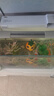 備能（BEINENG）日本黃粉綠粉魚(yú)藥孔雀魚(yú)七彩神仙金魚(yú)小型魚(yú)白點(diǎn)爛尾爛肉水族藥劑 曬單實(shí)拍圖