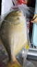 環(huán)球水產 南海金鯧魚凈重2斤/2條 生鮮魚類 深海魚 海鮮 中秋家庭聚餐 曬單實拍圖