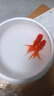 紅國獅金魚(yú)冷水魚(yú)鴻運當頭鶴頂鎏金金魚(yú)苗獅子頭好養耐活淡水金魚(yú) 紅國獅8-10cm2條送魚(yú)食 曬單實(shí)拍圖
