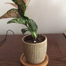 八芽如意盆栽吉利紅室內好養花卉小綠植辦公桌面植物盆景源頭直發(fā)包郵 迷你吉利紅-星徽盆-竹底托 帶陶瓷盆栽好 曬單實(shí)拍圖