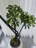 植男植女造型鴨腳木客廳大盆栽室內鴨掌木八方來(lái)財落地大型植物源頭直發(fā) 曬單實(shí)拍圖