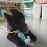 那非普（DCVET）寵物比熊泰迪狗狗貓咪洗澡沐浴露那非普藥浴清潔除臭洗澡驅蟲(chóng)止癢 那非普洗液（犬貓通用）200ml 曬單實(shí)拍圖