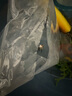 紅綠燈魚(yú)小型熱帶燈科魚(yú)活體草缸群游魚(yú)觀(guān)賞魚(yú)寶蓮燈斑馬魚(yú)孔雀魚(yú) 1.6cm左右紅綠燈5條 曬單實(shí)拍圖