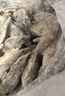 萬(wàn)景 北海鮮凍白蝦 國產(chǎn)白蝦 單凍無(wú)冰凈重4斤 100-120只 燒烤聚餐  曬單實(shí)拍圖