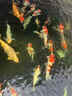 日本進(jìn)口純種高端精品大型錦鯉觀(guān)賞魚(yú)活體魚(yú)紅白大正昭和白寫(xiě)丹頂 25cm左右純進(jìn)口1條（視頻選魚(yú)） 曬單實(shí)拍圖
