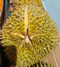 京鮮生 進(jìn)口金枕頭榴蓮 凈重4-5斤 1個(gè)裝  鮮果 生鮮 新鮮水果 曬單實(shí)拍圖