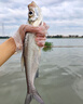 達億瓦（DAIWA）蝴蝶竿限量款微物路亞竿鱒魚(yú)溪流馬口竿短節便攜式魚(yú)竿十大品牌 1.65m  LTD AGS限量款【55M-SMT】直柄2節 曬單實(shí)拍圖