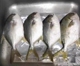 環(huán)球水產(chǎn) 南海金鯧魚(yú)凈重2斤/2條 生鮮魚(yú)類(lèi) 深海魚(yú) 海鮮 中秋家庭聚餐 曬單實(shí)拍圖