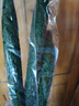長(cháng)黃瓜約600g 曬單實(shí)拍圖