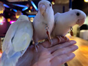 陸地港不傷腳鸚鵡腳鏈鳥(niǎo)用腳環(huán)放飛牽引繩玄風(fēng)放飛繩栓虎皮遛鳥(niǎo)繩牡丹 4號+手繩【虎皮，百靈，文鳥(niǎo)等】 曬單實(shí)拍圖