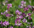 毛苕子光葉紫花苜蓿種子綠肥野豌豆箭舌豌豆果園養蜂蜜源毛苕子 綠肥苕子10斤裝 曬單實(shí)拍圖