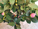 植物多菌靈殺菌劑花卉專(zhuān)用除菌花病康噴劑白粉病炭疽病殺蟲(chóng)劑 單瓶【500ml】帶噴頭 曬單實(shí)拍圖