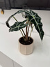 發(fā)財樹(shù)盆栽吉利紅室內客廳綠植花卉辦公室桌面耐陰四季好養活植物 大仙女海芋（歐式浮雕盆） 送花肥 曬單實(shí)拍圖