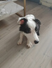HELLOJOY狗狗玩具 耐咬磨牙棉繩球套裝寵物幼犬小狗玩具自己玩解悶5件套 曬單實拍圖