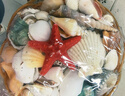 派樂(lè )特 貝殼魚(yú)缸造景裝飾擺件套餐水族箱底沙砂石海螺 含籃子 曬單實(shí)拍圖