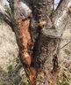 大樹(shù)爛根粉強力除樹(shù)粉環(huán)嗪酮除草劑爛根大樹(shù)死除竹子爛根腐蝕劑 三桶【買(mǎi)二送一】 500g 3桶 曬單實(shí)拍圖