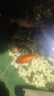 備能 日本黃粉魚(yú)藥爛尾爛肉魚(yú)用白點(diǎn)凈水霉病頭洞魚(yú)缸專(zhuān)用殺菌藥劑50g 曬單實(shí)拍圖