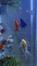 金魚(yú)活體觀(guān)賞魚(yú)錦鯉草金魚(yú)冷水魚(yú)黑金錦鯉黃金錦鯉白金錦鯉小型魚(yú) 6-8cm黑+白+黃+紅【共4條】 曬單實(shí)拍圖