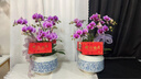 臨雅【同城小時(shí)達】中秋送禮蝴蝶蘭帶花苞盆栽客廳花卉植物年宵花綠植 6株紫色花紋蝴蝶蘭（瓷盆隨機） 曬單實(shí)拍圖