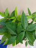 愛(ài)優(yōu)尚發(fā)財樹(shù)小盆栽盆景辦公室桌面盆栽室內客廳綠植好養招財樹(shù)源頭直發(fā) 曬單實(shí)拍圖