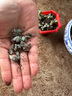 碧玉蓮大顆群生多肉植物鹿角海棠室內辦公陽(yáng)臺花卉老樁盆栽綠植 畢玉蓮30-40葉【1顆】 曬單實(shí)拍圖