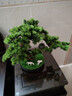 一木代傳 仿真盆景迎客松綠植禪意擺件新中式創(chuàng  )意家居裝飾品開(kāi)業(yè)喬遷禮物 馬到功成-迎客松 曬單實(shí)拍圖