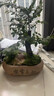 自然空間小葉黑骨茶盆栽室內植物禮品 知足常樂(lè )素陶紫檀+小仙鶴 源頭直發(fā) 曬單實(shí)拍圖